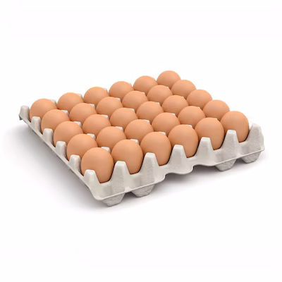 البيض